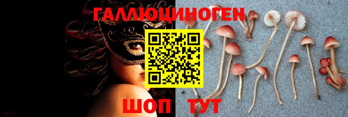 Псилоцибиновые грибы Psilocybine cubensis Барнаул